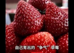 草莓国产在线,品味本土鲜甜，共筑绿色食尚